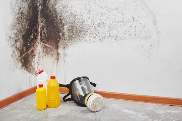 Best Professional Mold Removal  in Brier, WA