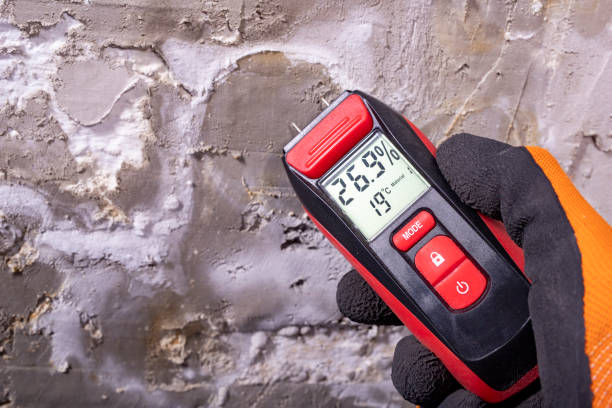 Best Same-Day Mold Removal  in Brier, WA