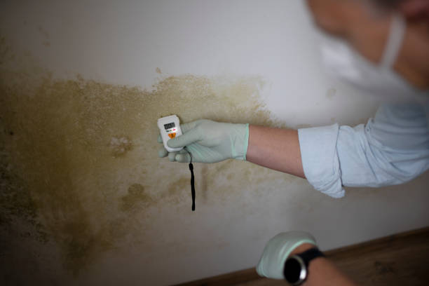 Professional Mold Removal in Brier, WA