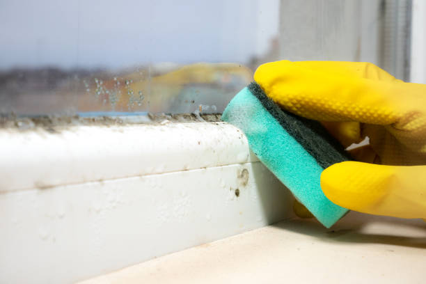Best Best Mold Removal Companies  in Brier, WA