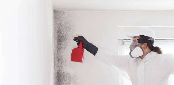 Best Commercial Mold Removal  in Brier, WA