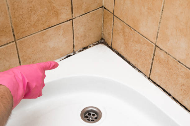 Best Black Mold Removal  in Brier, WA